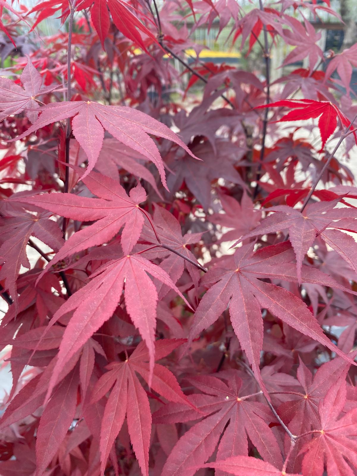 Acer palmatum 'Bloodgood'