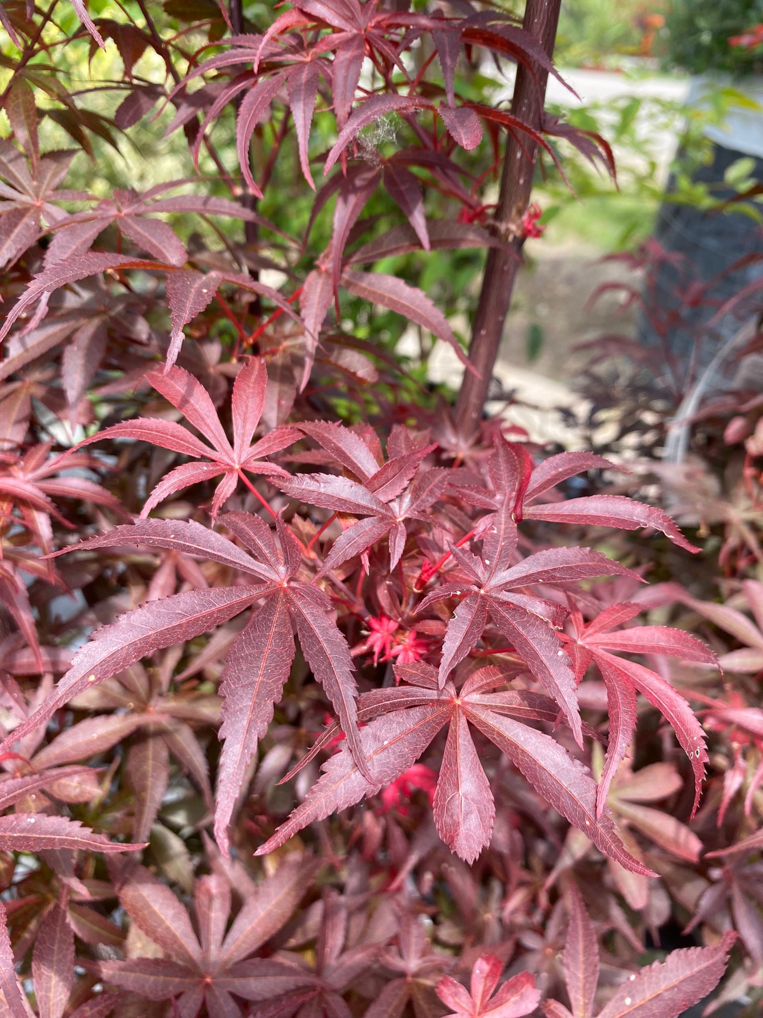 Acer palmatum 'Skeeters Broom'