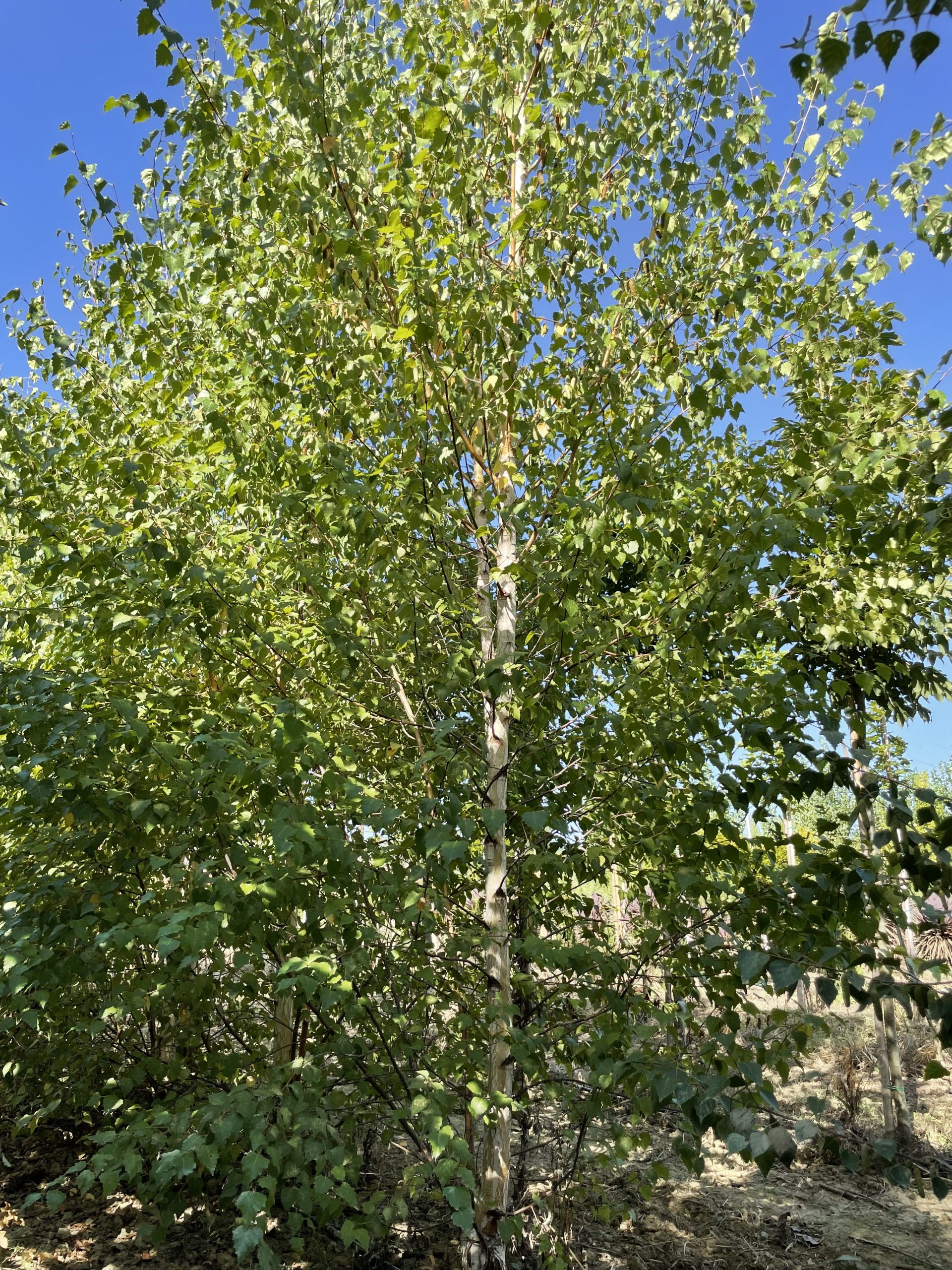 Betula Alba