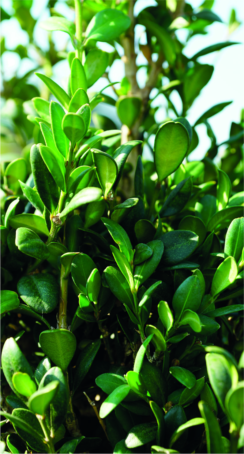 Buxus sempervirens