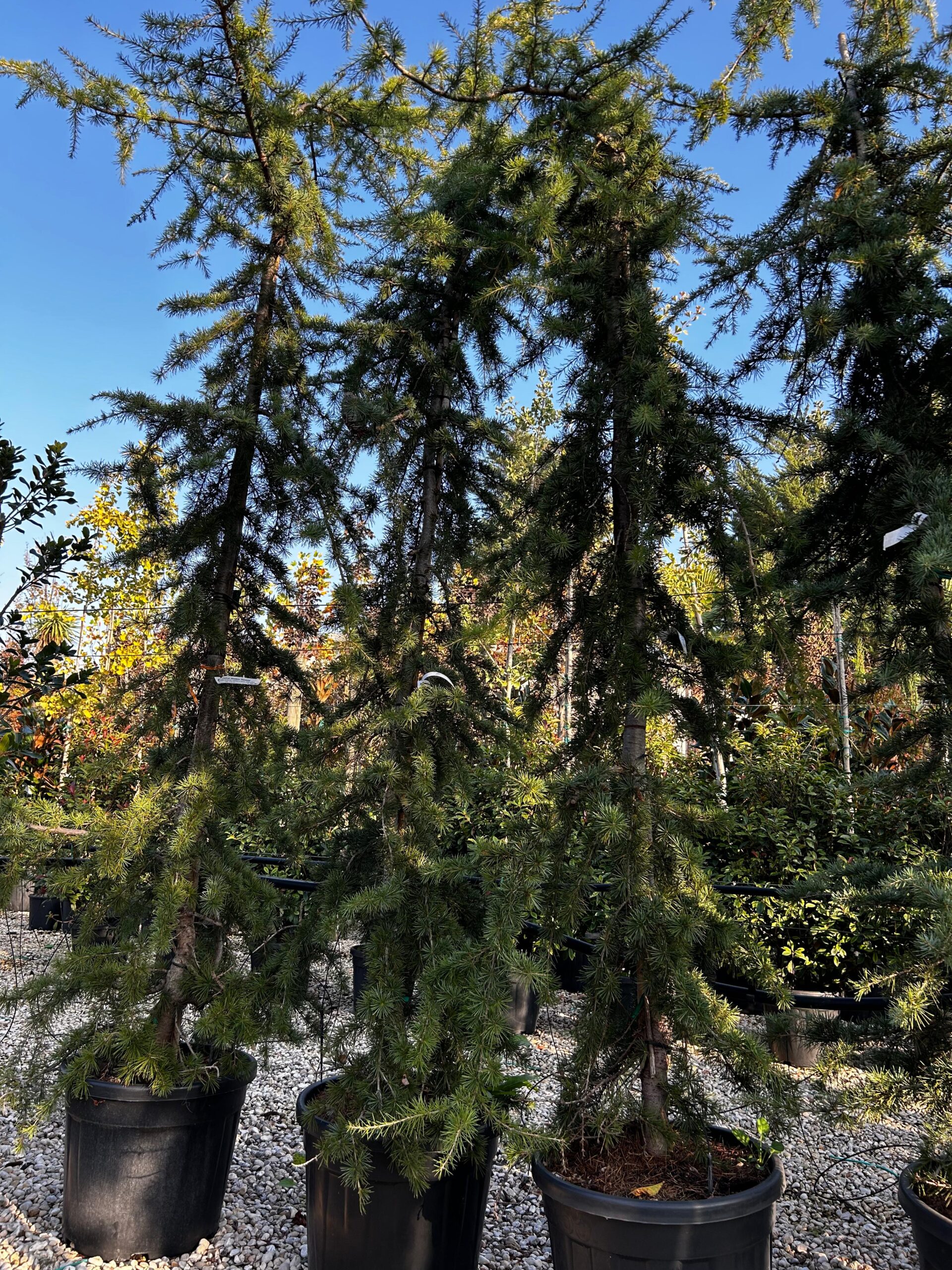 Cedrus deodara 'Pendula'