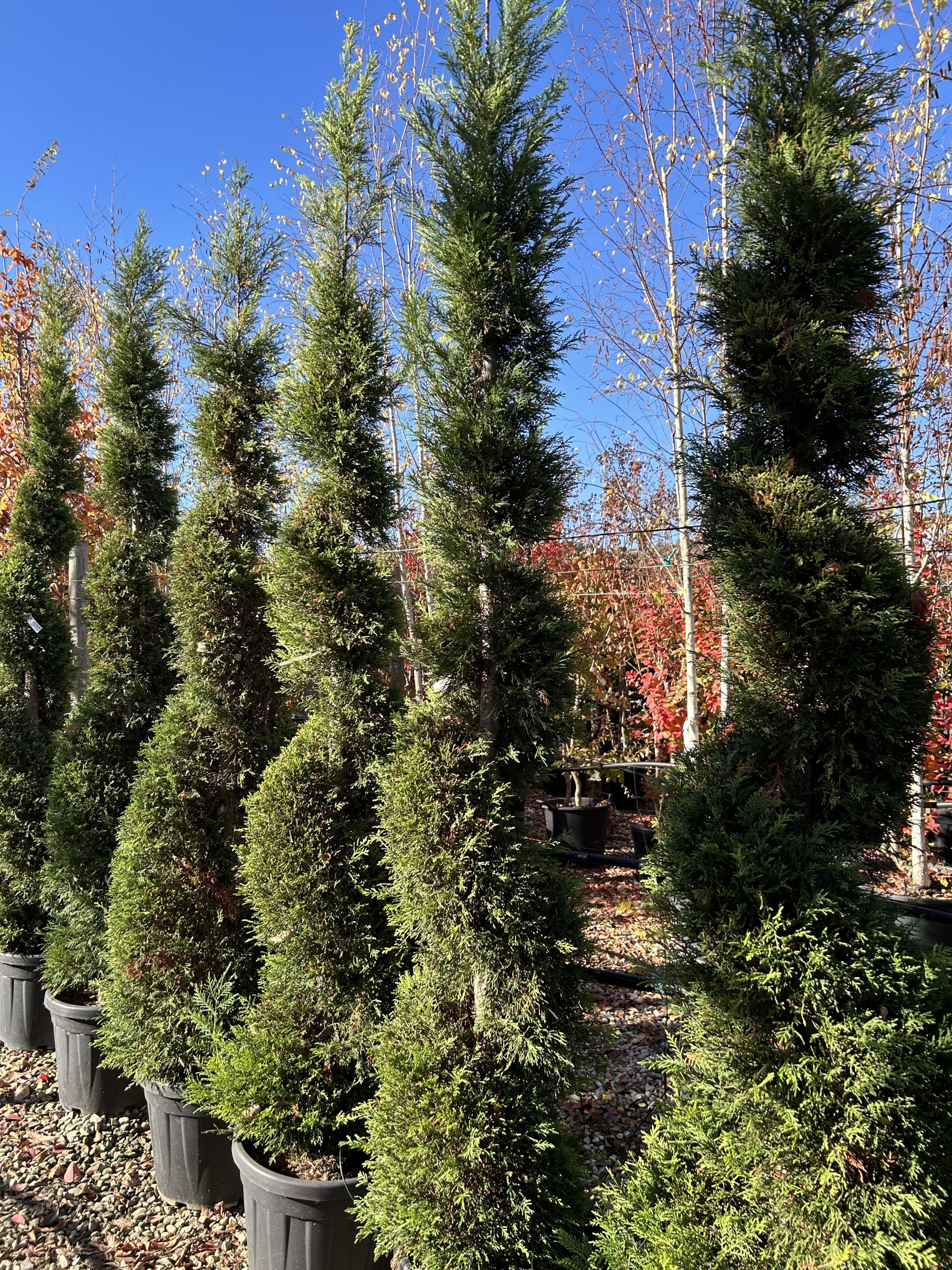 Cupressocyparis Leylandii a spirale