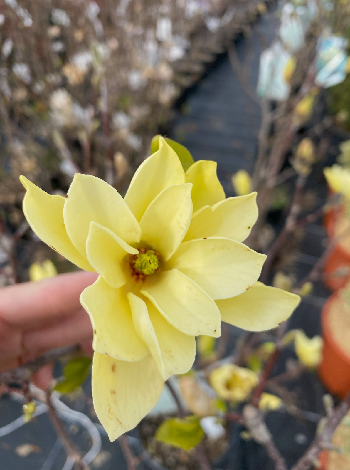 Magnolia acuminata 'Yellow Bird'