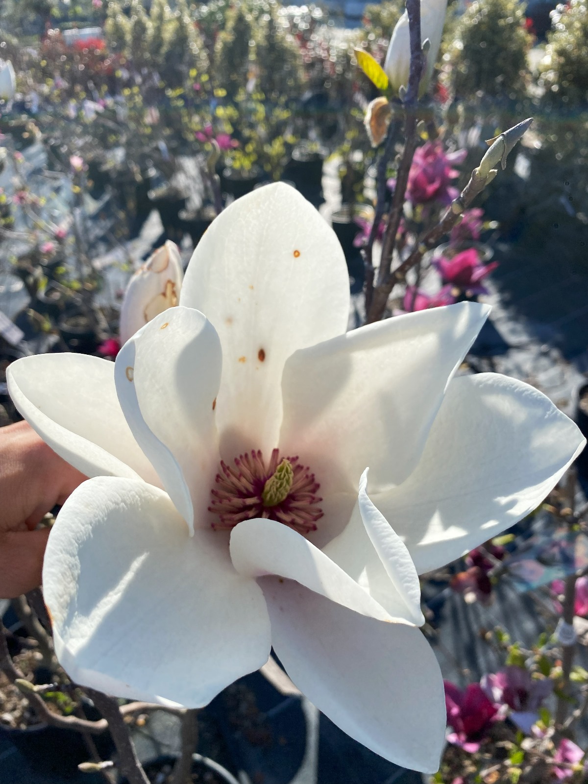 Magnolia denud. 'White Triumph'