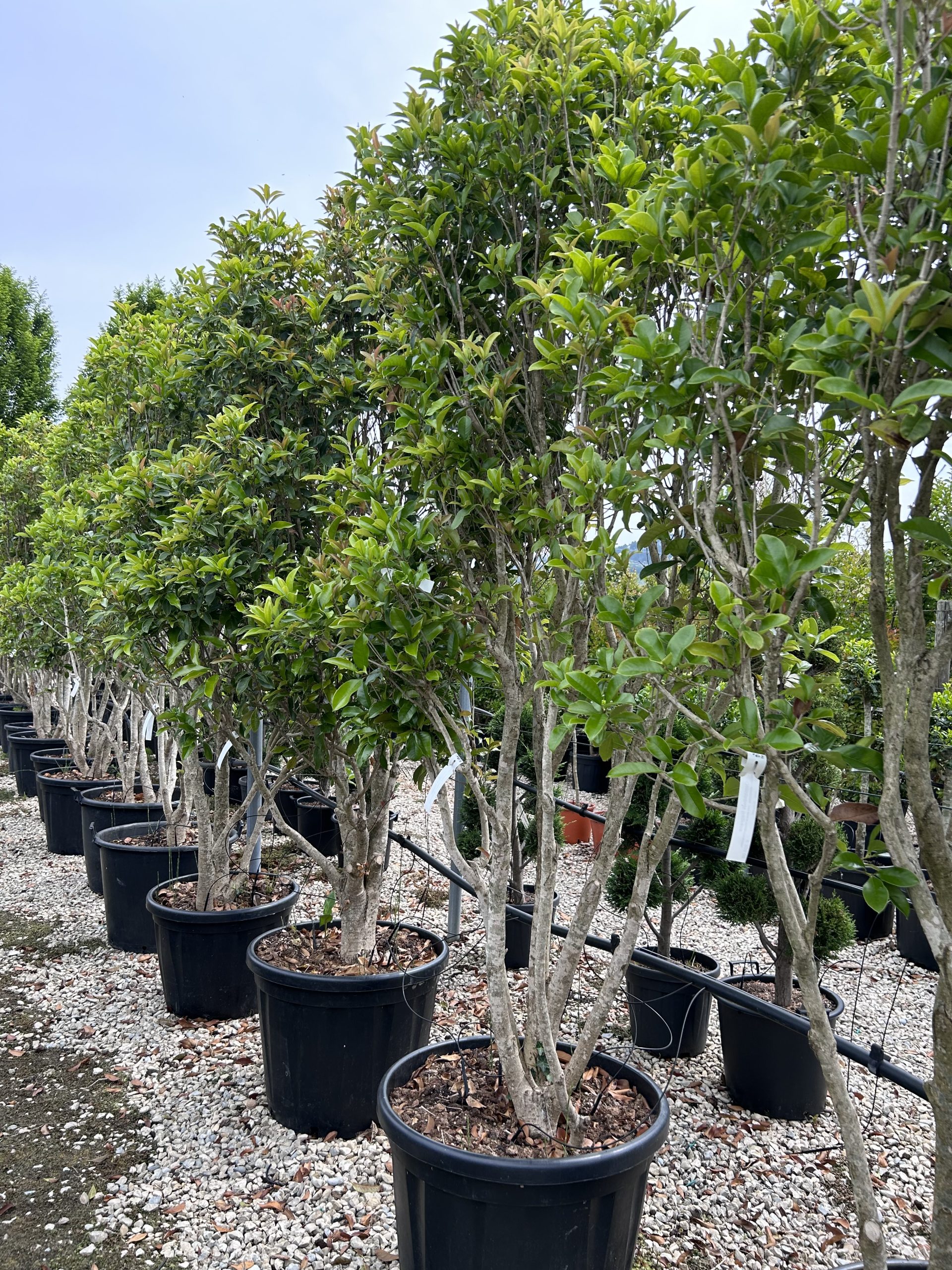 Osmanthus fragrans