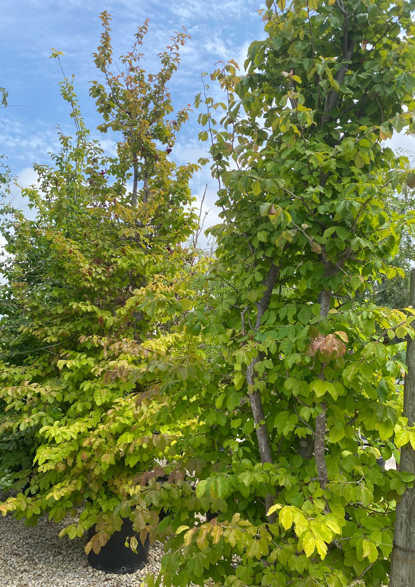 Parrotia Persica