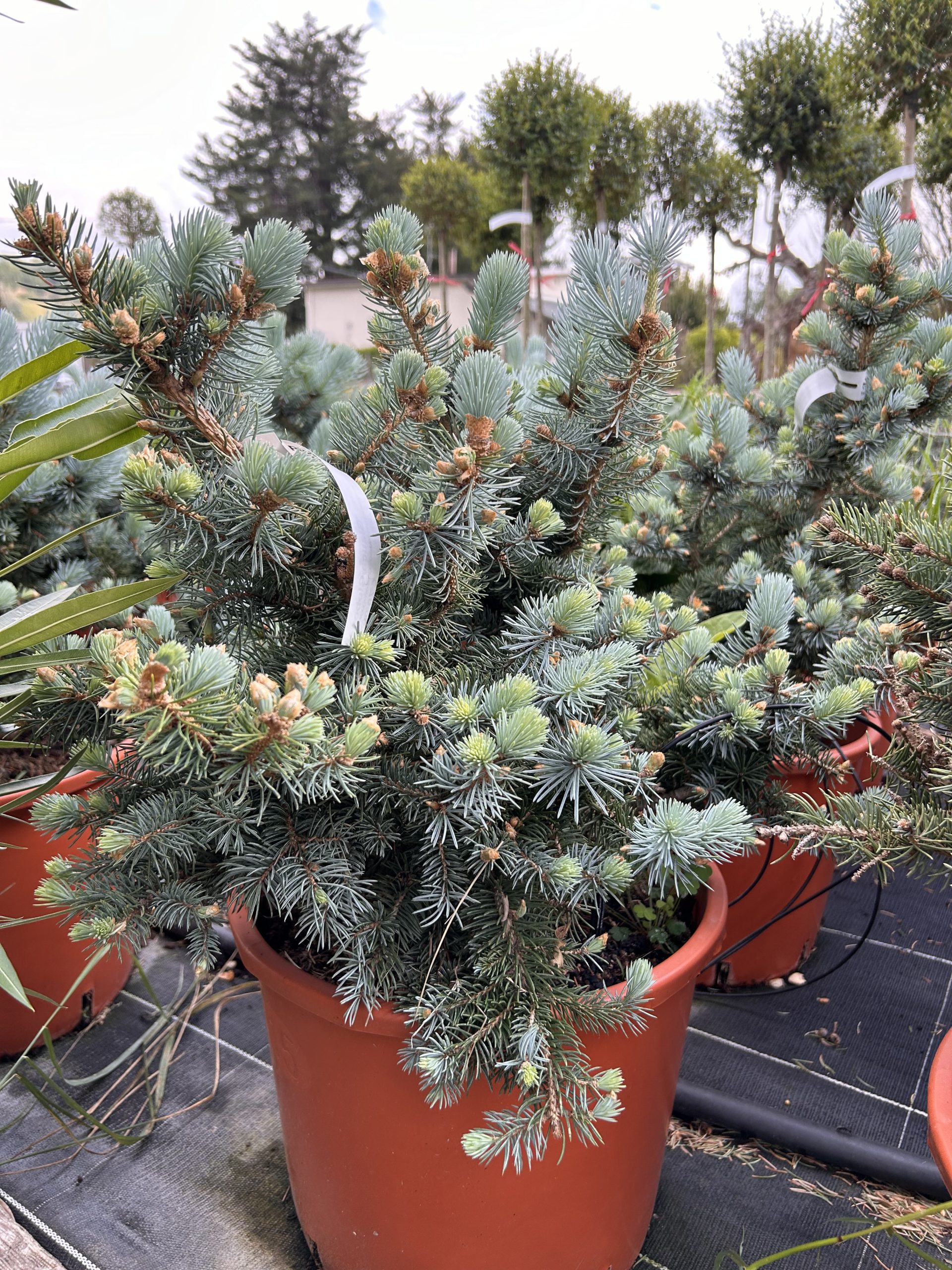 Picea pungens 'Glauca Globosa'