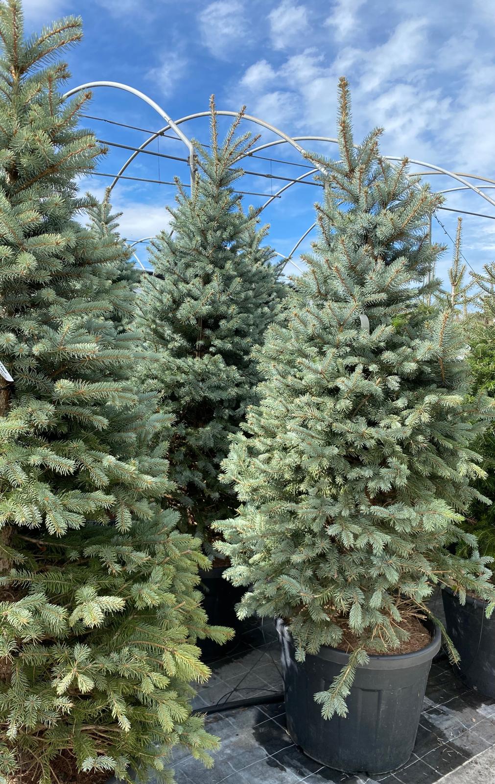 Picea pungens 'Fat Albert'