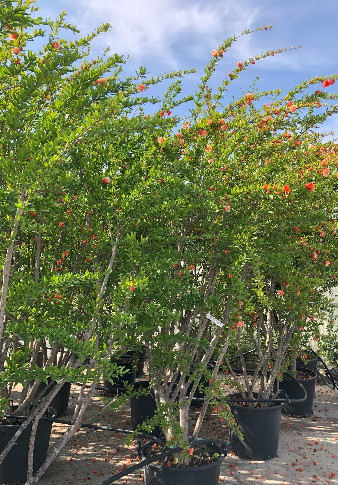 Punica granatum 'Legrelleae'