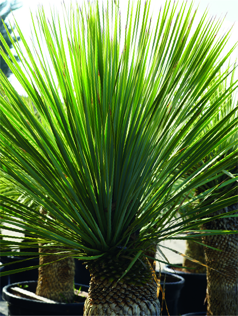 Yucca rostrata