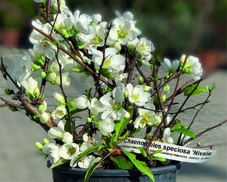 Chaenomeles x speciosa 'Nivalis'