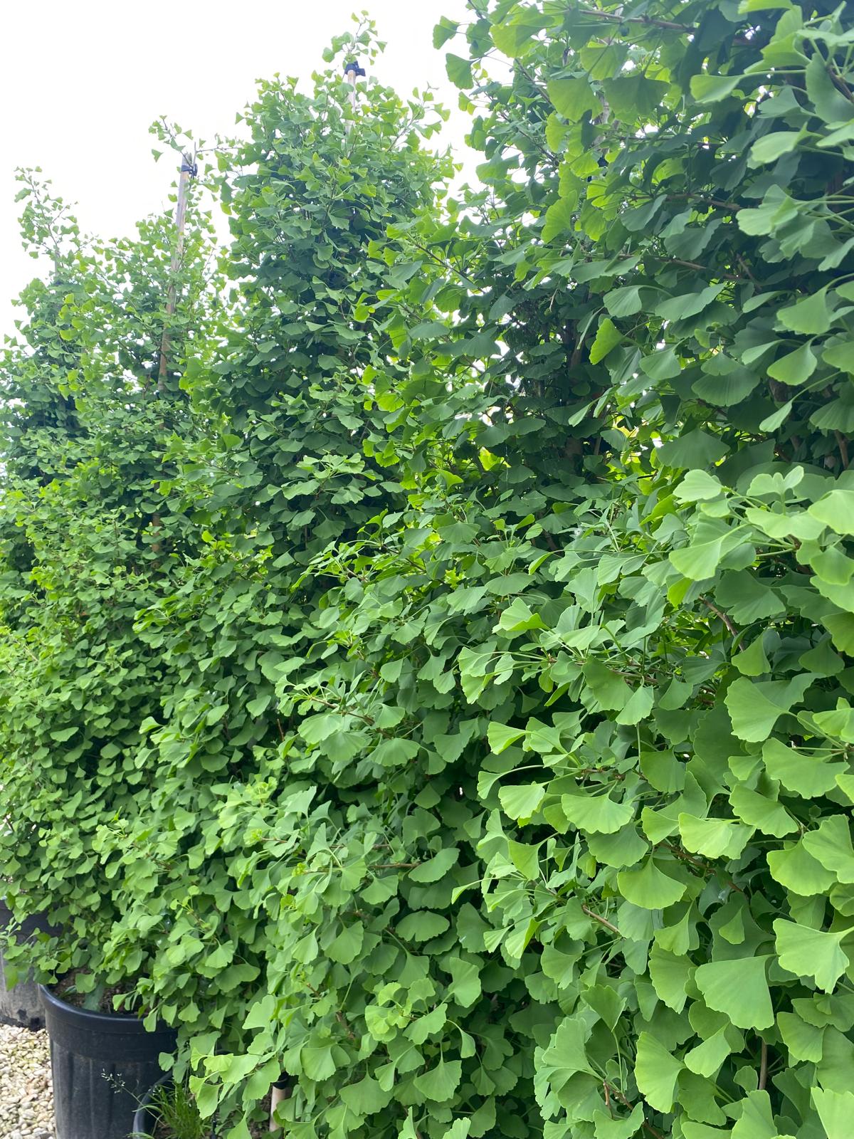 Ginkgo biloba 'Eiffel'