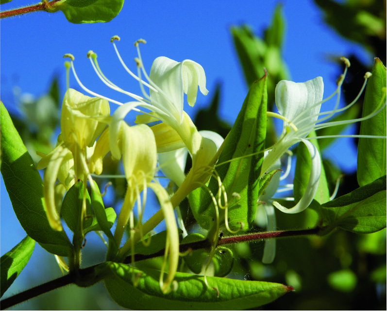 Lonicera periclymenum 'Serotina'