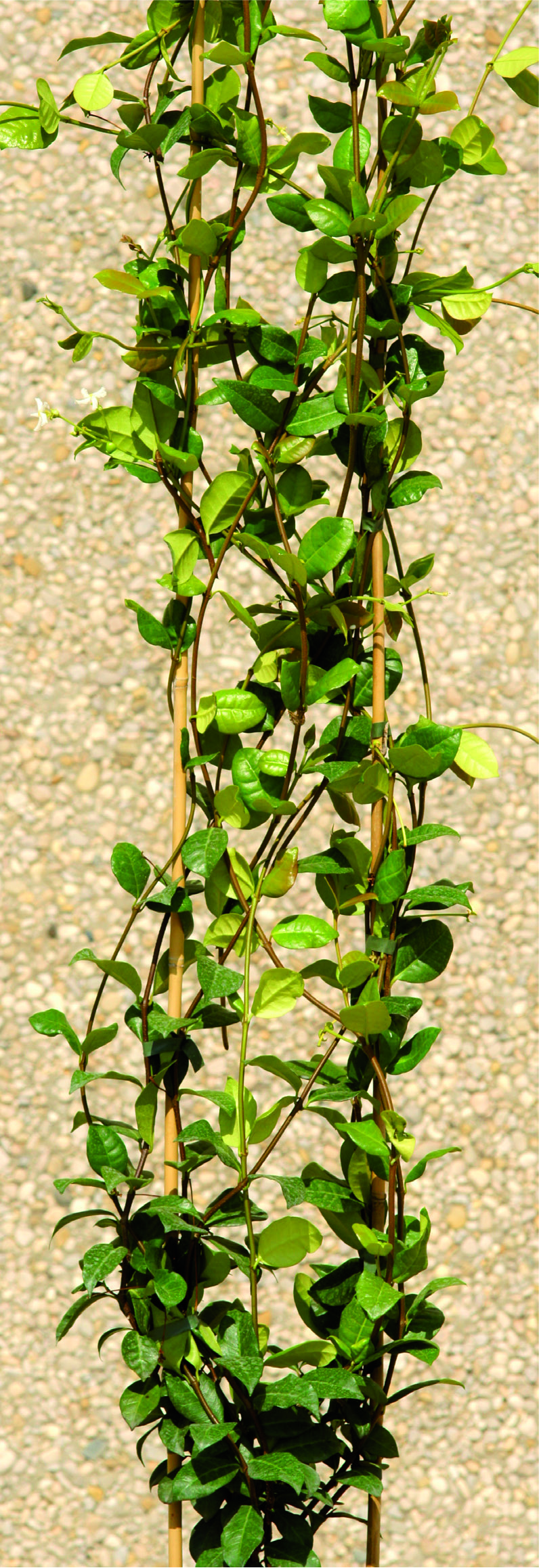 Trachelospermum jasminoides