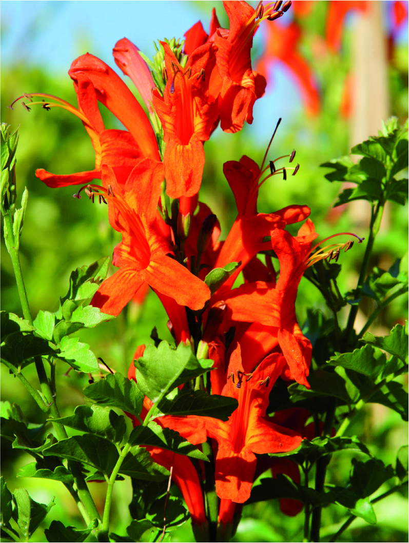 Campsis radicans nana