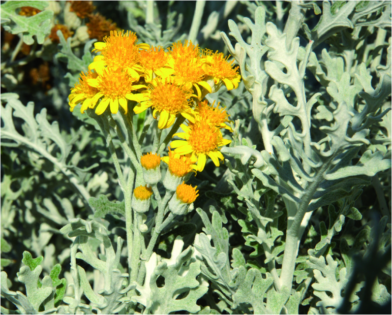 Senecio cineraria